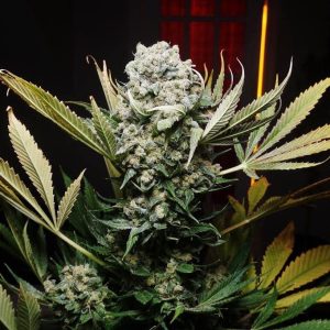 99 Problems Strain