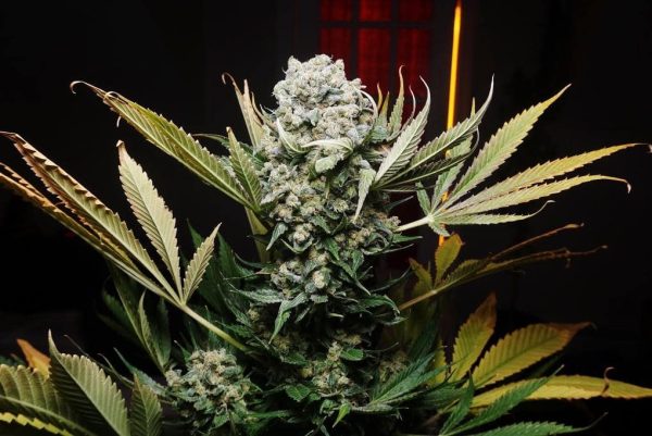 99 Problems Strain