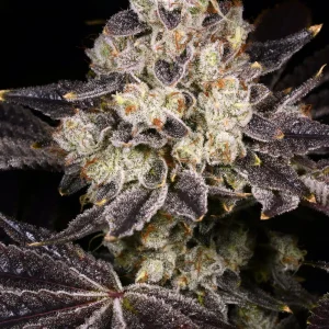 Rainbow Beltz 2.0 - Archive Seedbank Cut Clone