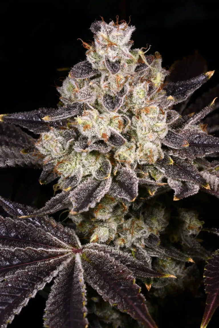 Rainbow Beltz 2.0 –  Archive Seedbank Cut