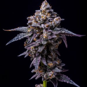 Hollywood - Cookies Cut Clone