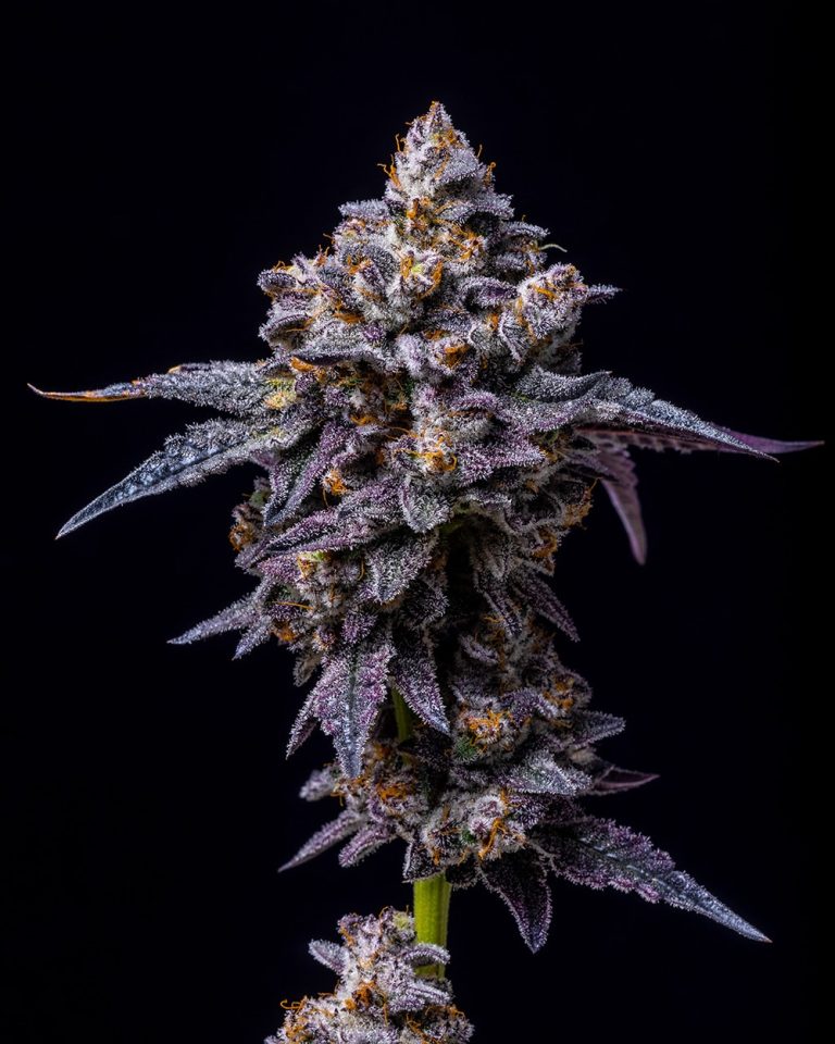 Hollywood – Cookies Cut