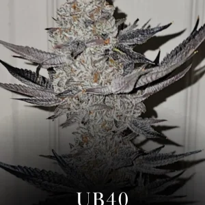 UB-40
