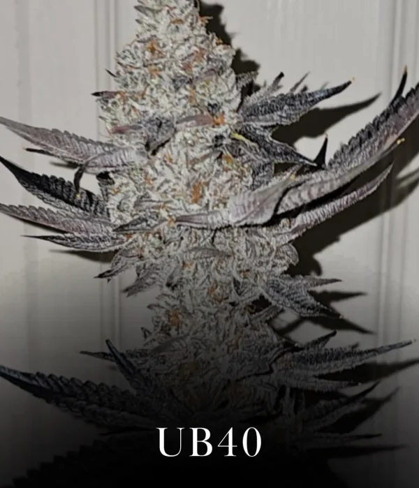 UB-40
