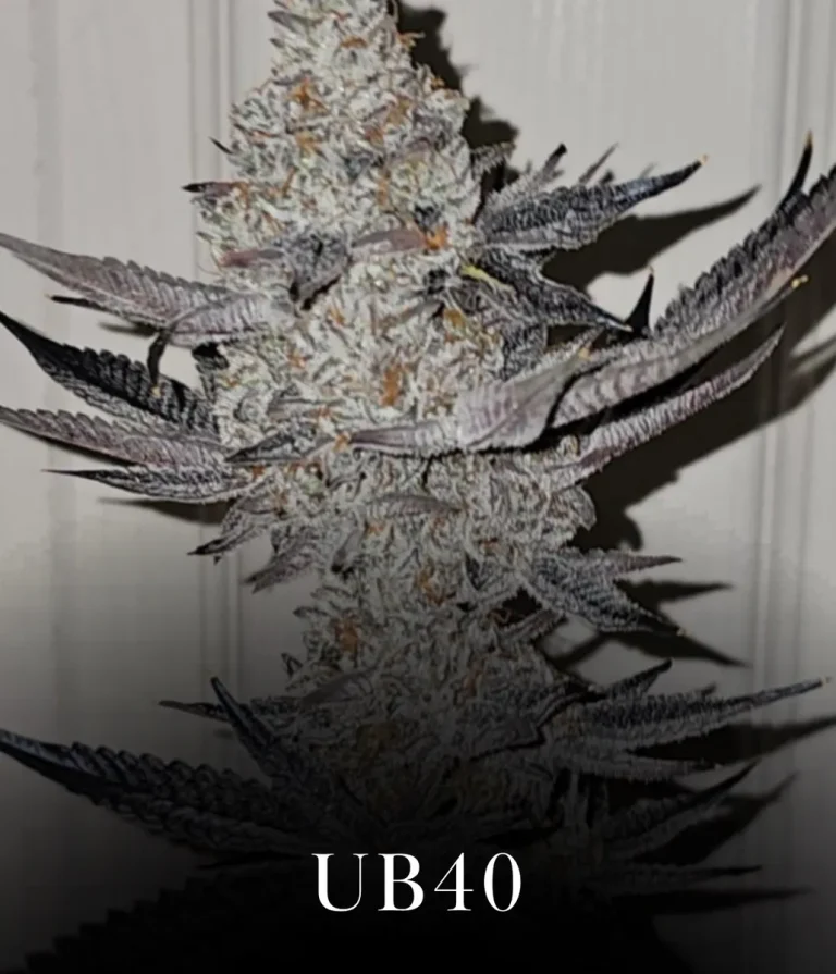 UB-40