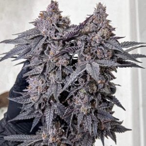 Super Buff Cherries Strain