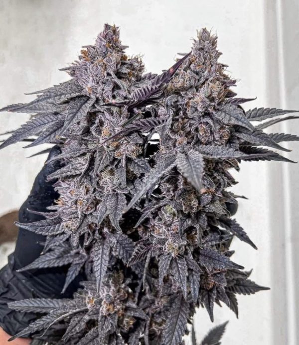 Super Buff Cherries Strain