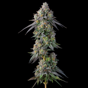Gastropop Clone