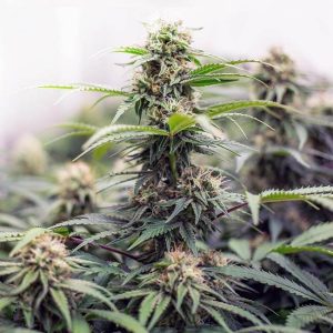 Strawberry Cough