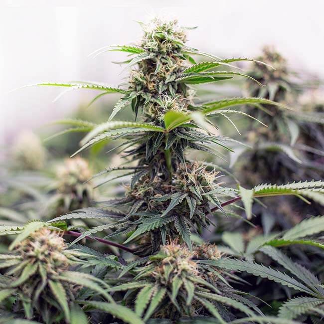 Strawberry Cough