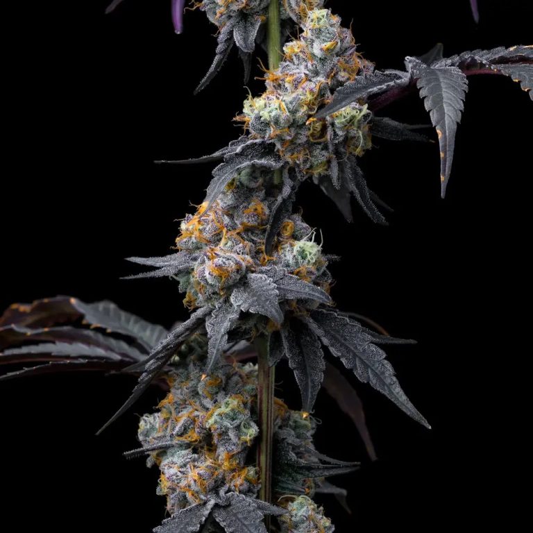 Rainbow Sherbet