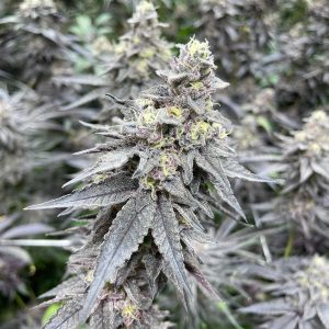 Sherb Cream Pie