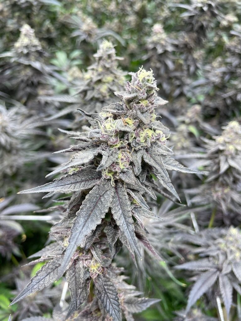 Sherb Cream Pie