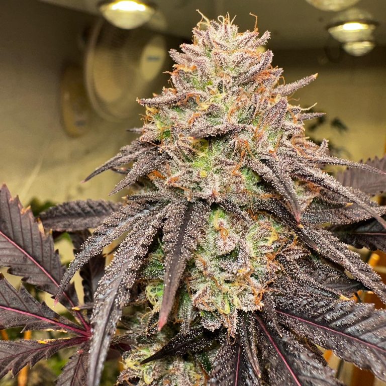 Lemon Cherry Gelato