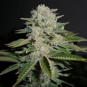 Sour Diesel