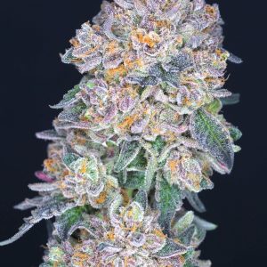 Candy Fumez Clone