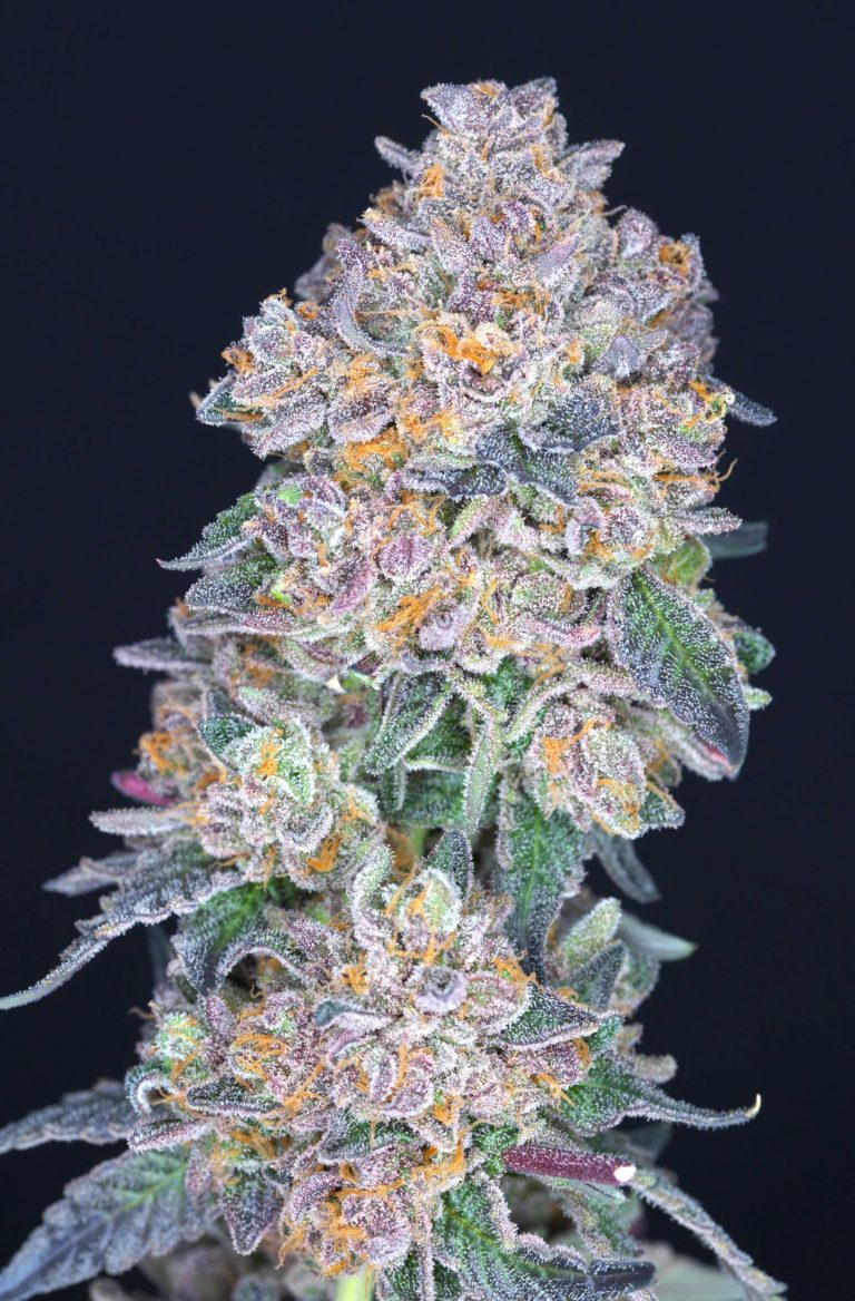Candy Fumez
