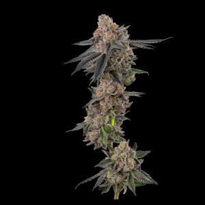 Apples And Bananas Strain