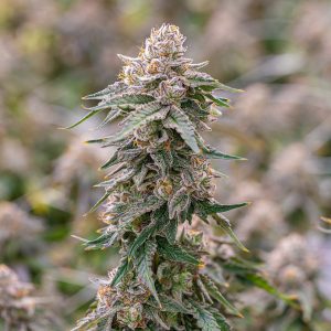 Grape Gas