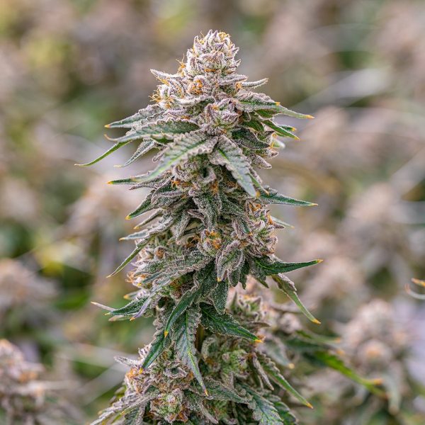 Grape Gas