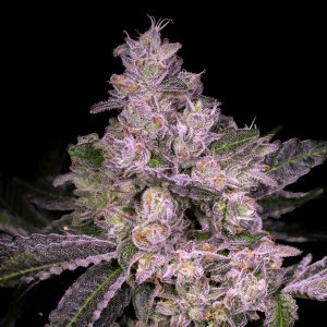 Pure Michigan Clone