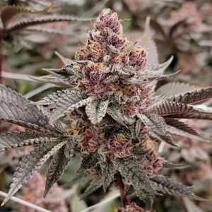 Trop Cherry Clone