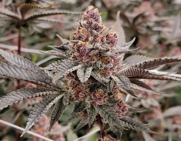 Trop Cherry Clone