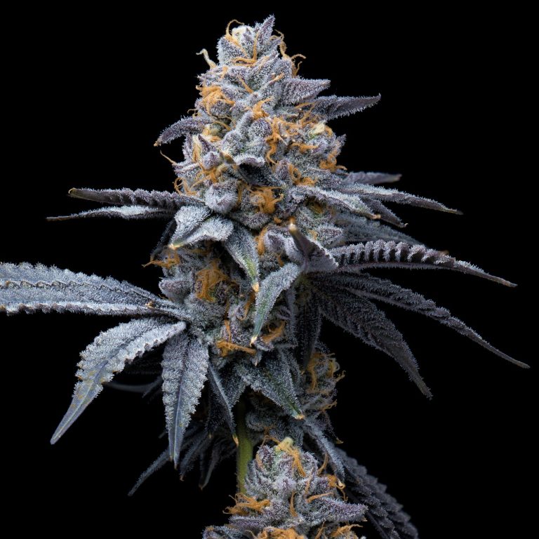 Tropicana Cookies