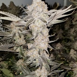 Zoap Clones