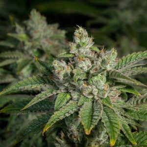 Stardawg