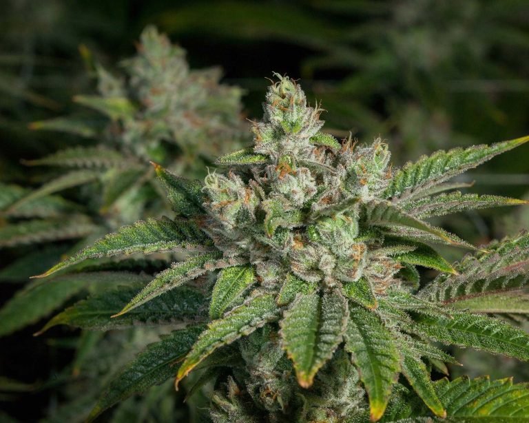 Stardawg
