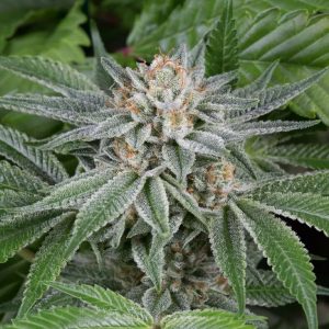 Sour Michigan