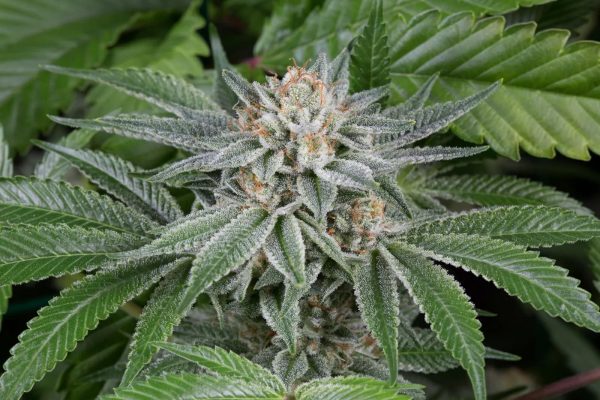 Sour Michigan