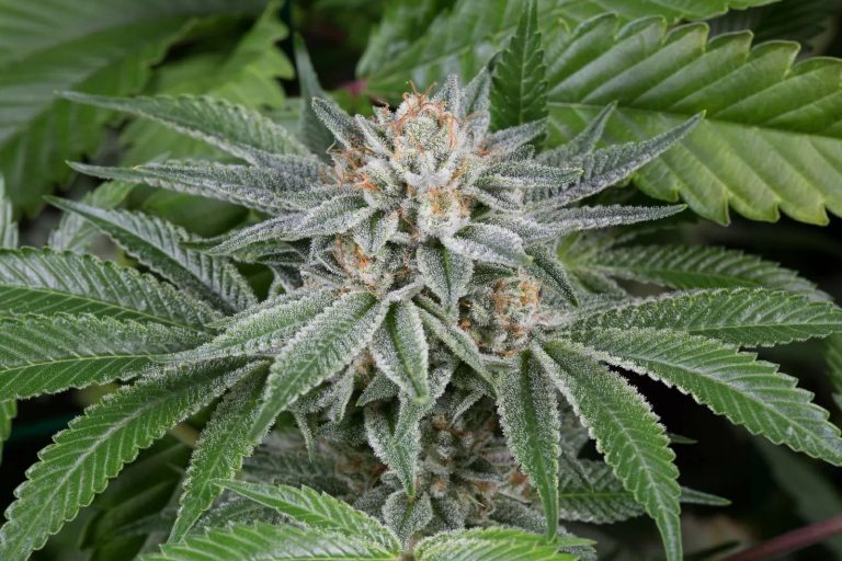 Sour Michigan