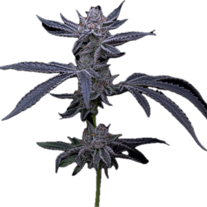 Red Pop Runtz Clone
