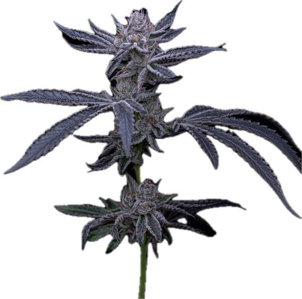 Red Pop Runtz Clone