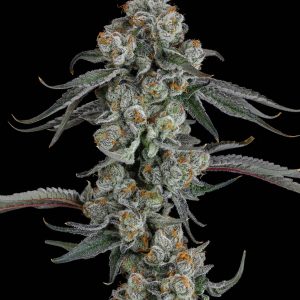 Pineapple Bang Clone