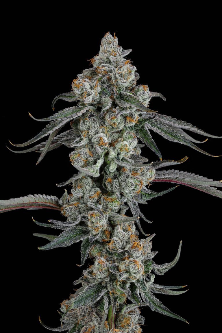 PINEAPPLE BANG