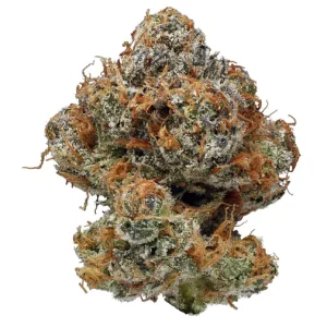 New York Cheese Strain