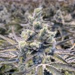 Pineapple Upside-down Cake Clone