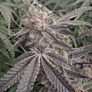 Cherry Lime Runtz Clone
