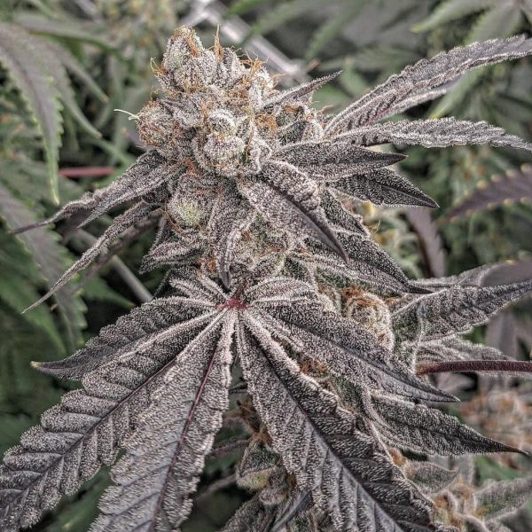 Cherry Lime Runtz Clone