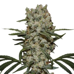 Super Silver Haze