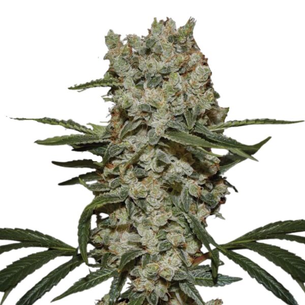 Super Silver Haze