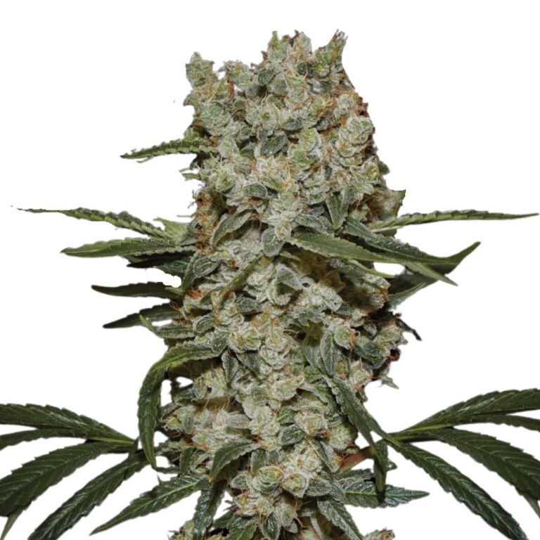 Super Silver Haze