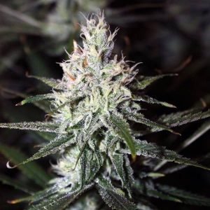Moonshine Haze