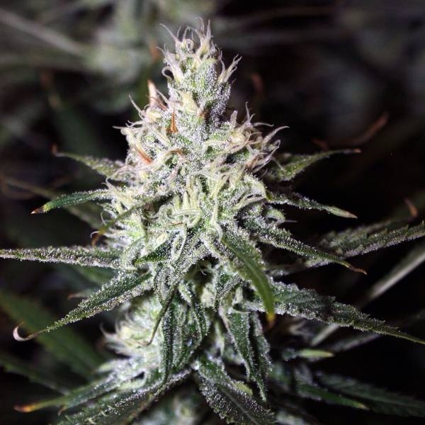 Moonshine Haze