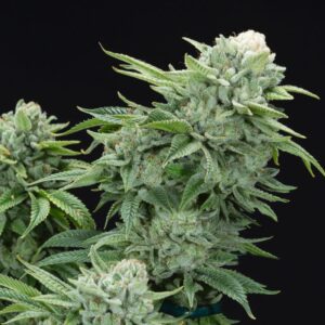 Gorilla Glue #4