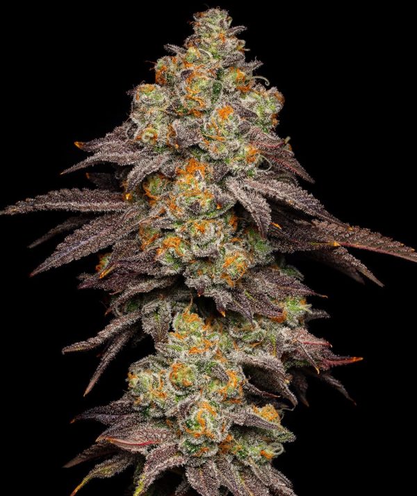 The Big Z Clone