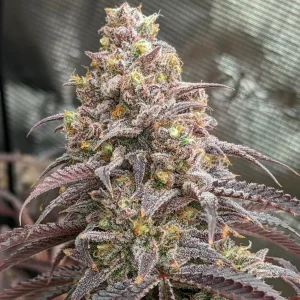 Blueberry Muffins Clone